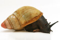Archachatina marginata grevillei Cameroon adult
